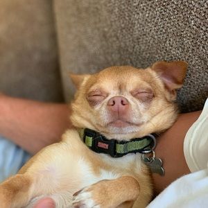 Meet your Posher, Lila